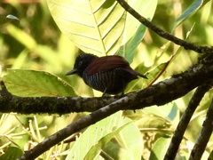 Thamnophilus palliatus