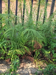 Pteris vittata