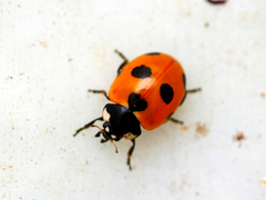 Coccinella magnifica
