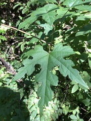 Ampelopsis glandulosa