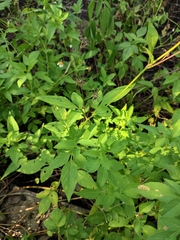 Bidens alba