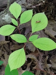 Cornus alternifolia