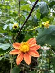 Dahlia coccinea