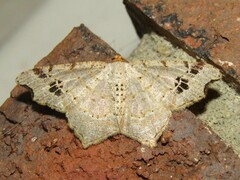 Macaria aemulataria