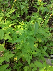 Bidens alba