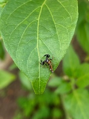 Cotinusa