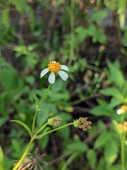 Bidens alba