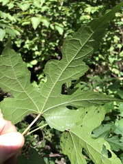 Ampelopsis glandulosa