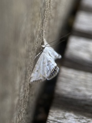 Cataclysta lemnata