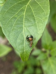 Cotinusa