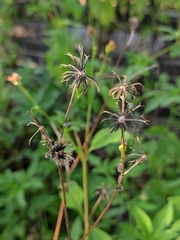 Bidens alba