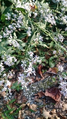 Symphyotrichum lateriflorum