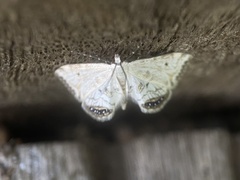 Cataclysta lemnata