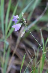 Campanula alaskana