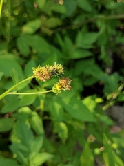 Bidens alba