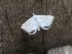 Cataclysta lemnata