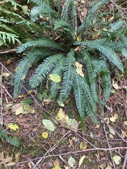 Struthiopteris spicant