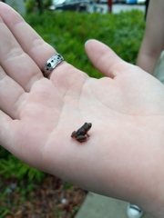 Eleutherodactylus planirostris