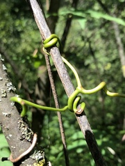 Ampelopsis glandulosa