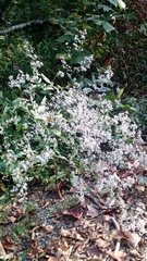 Symphyotrichum lateriflorum