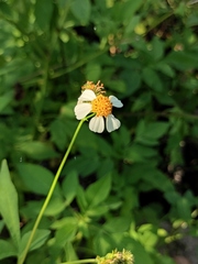 Bidens alba