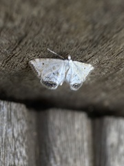 Cataclysta lemnata