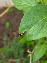 Cotinusa