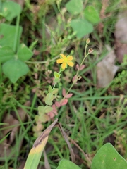 Hypericum japonicum