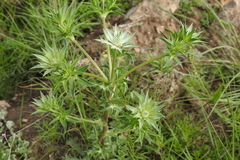 Eryngium heterophyllum