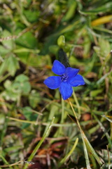 Gentiana bavarica bavarica