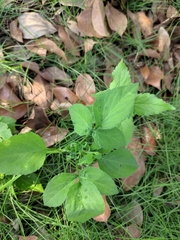 Bidens alba