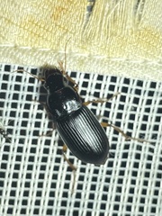 Harpalus