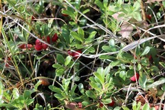 Arctostaphylos uva-ursi