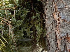 Arceuthobium campylopodum