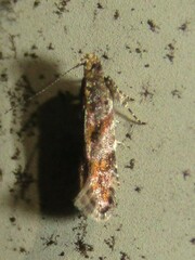 Aristotelia roseosuffusella