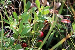 Arctostaphylos uva-ursi