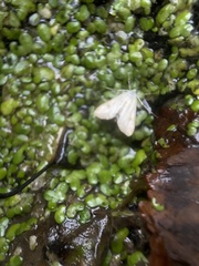 Cataclysta lemnata