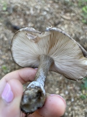 Lactarius lignyotus