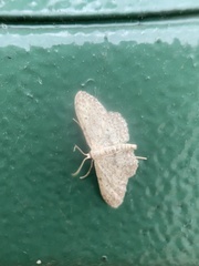 Idaea seriata