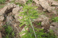 Eysenhardtia polystachya