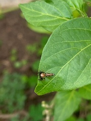 Cotinusa