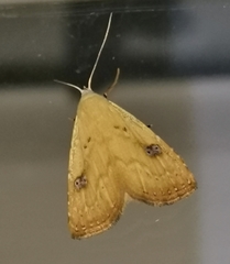 Rivula sericealis