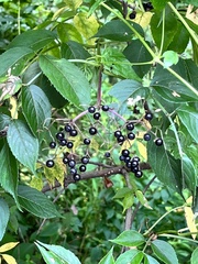 Sambucus