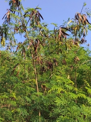 Leucaena leucocephala