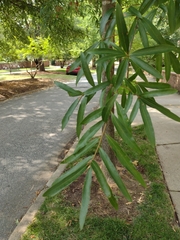 Quercus phellos