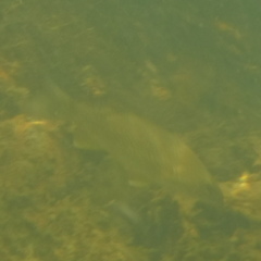Micropterus dolomieu