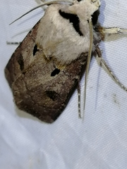 Agrotis exclamationis