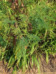 Leucaena leucocephala