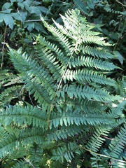 Athyrium angustum
