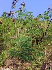 Leucaena leucocephala